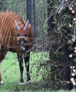 Do ZOO przyjdź z sadzonką