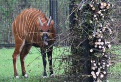 Do ZOO przyjdź z sadzonką