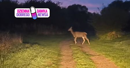"Panie przodem!". Leśnik cierpliwie nagrywał