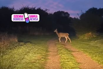 "Panie przodem!" Leśnik cierpliwie nagrywał