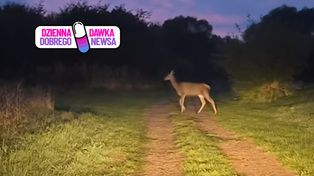 "Panie przodem!" Leśnik cierpliwie nagrywał