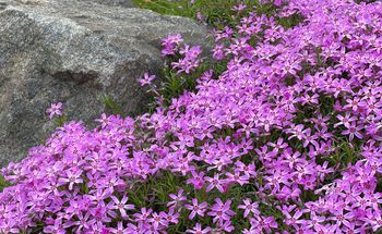 Zasadź jak najszybciej. Będzie królował na rabacie do września