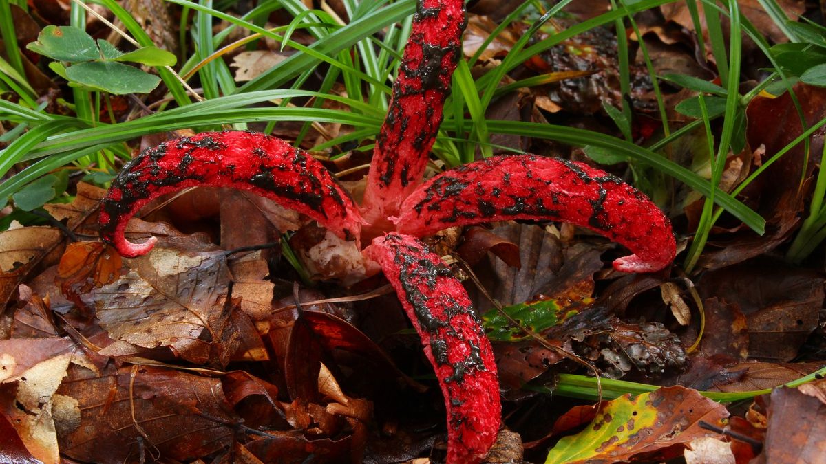 Tak wygląda okratek australijski