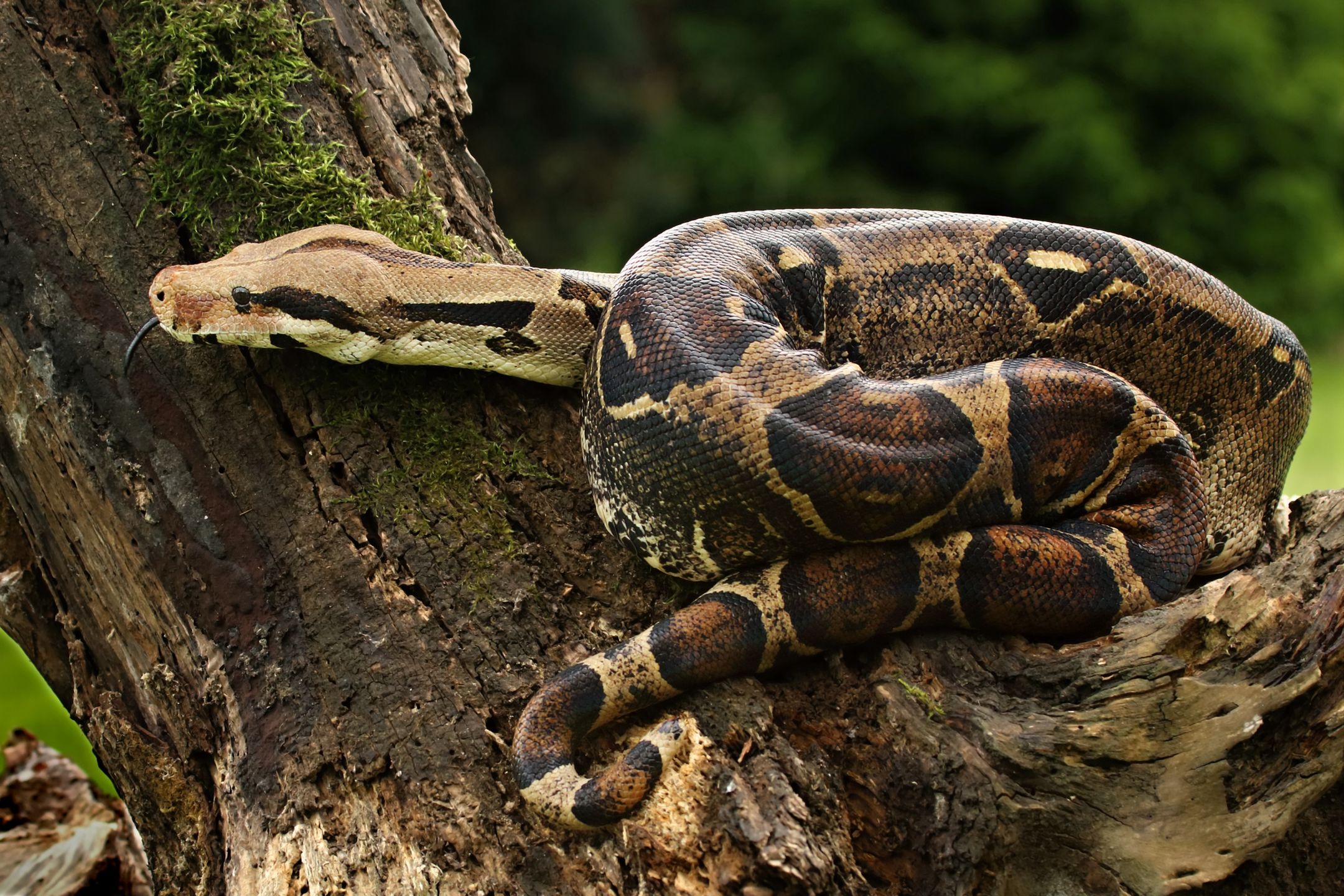 Cheilophis periplanetes to bliski krewny boa dusiciela 