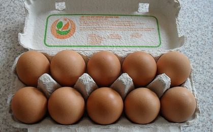 Polska kura znosi coraz więcej jaj