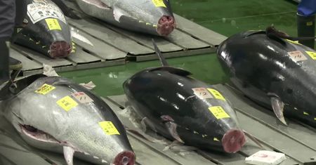 Duży spadek wartości tuńczyka błękitnopłetwego na aukcji w Tokio