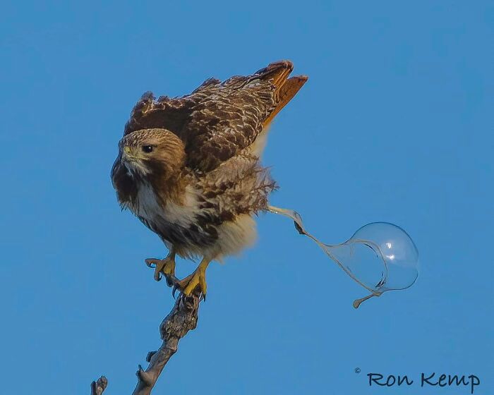 Crap bird photography/facebook