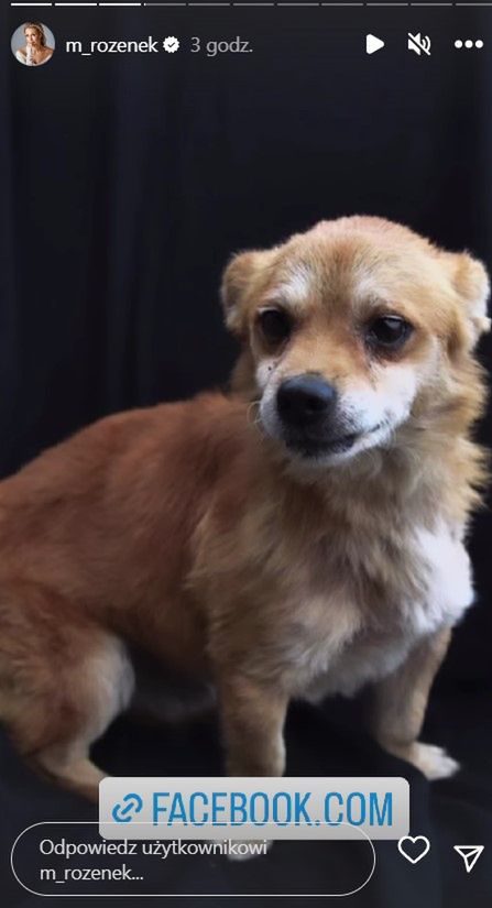 Małgorzata Rozenek poszukuje domu dla psów
