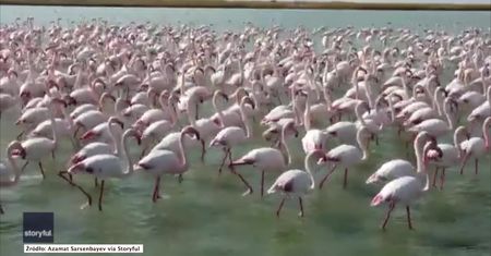 Hipnotyzujący widok. Stado flamingów na kazachskim jeziorze.