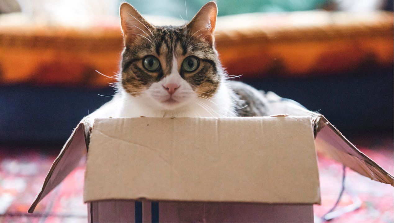 dlaczego koty siedzą w pudełkach, fot. gettyimages
