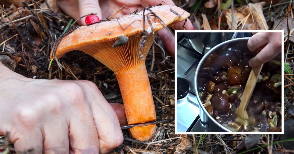 Zbierając leśne grzyby, nie czekaj z gotowaniem. Każda godzina ma ogromne znaczenie