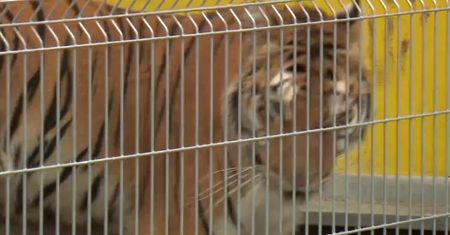Tygrys zaczął jeść po operacji w poznańskim zoo