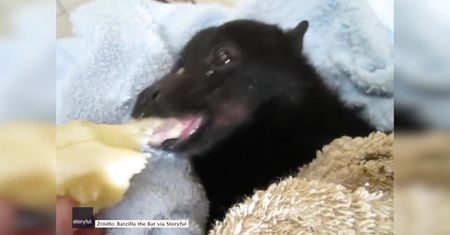 Uratowana rudawka zajada się bananem
