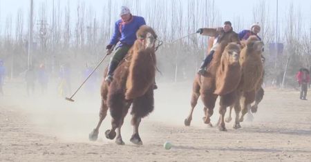 Tradycja podtrzymywana od wielu lat. W Mongolii Wewnętrznej odbyły się zawody w polo na wielbłądach