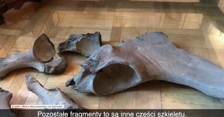Podczas budowy warszawskiego metra odnaleziono szczątki prastarego zwierzęcia – mamuta lub słonia leśnego