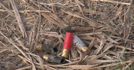 Włosi zastrzelili kilkaset ptaków nad Zalewem Wiślanym