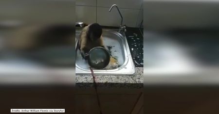 Małpka, która uwielbia… zmywać naczynia