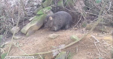 Dom wielorodzinny. Ukryta kamera ujawniła, że jedną norę dzielą i wombaty, i diabły tasmańskie