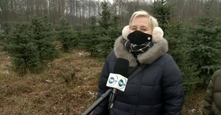 Plantacja żywych choinek na Podlasiu