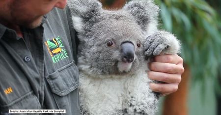 Oto pierwszy koala, który przyszedł na świat w Australian Reptile Park po dewastujących pożarach