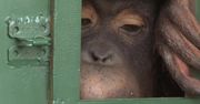 Dwa przemycone orangutany wracają do Indonezji