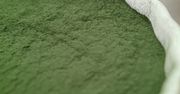 Spirulina – alga o niezwykłych właściwościach. Na czym polega jej fenomen?