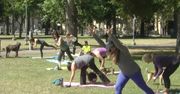 Joga z psami w Kalifornii. Moda na „dogę” w parku w San Jose