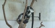Matka odrzuciła trzy lemury po porodzie. Rozwijają się dobrze dzięki pracownikom zoo w Pradze