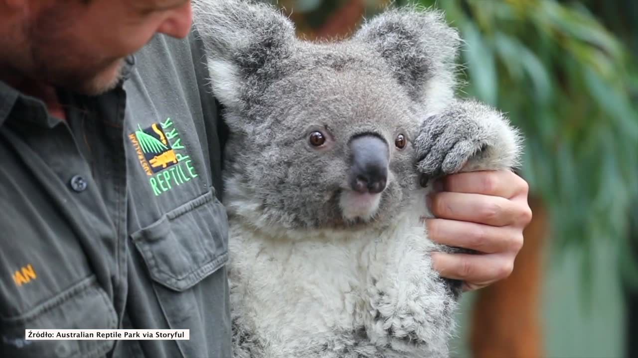 Oto pierwszy koala, który przyszedł na świat w Australian Reptile Park po dewastujących pożarach