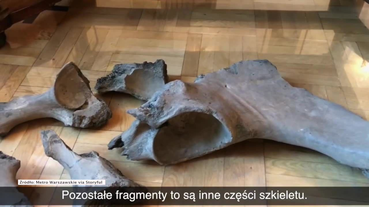 Podczas budowy warszawskiego metra odnaleziono szczątki prastarego zwierzęcia – mamuta lub słonia leśnego
