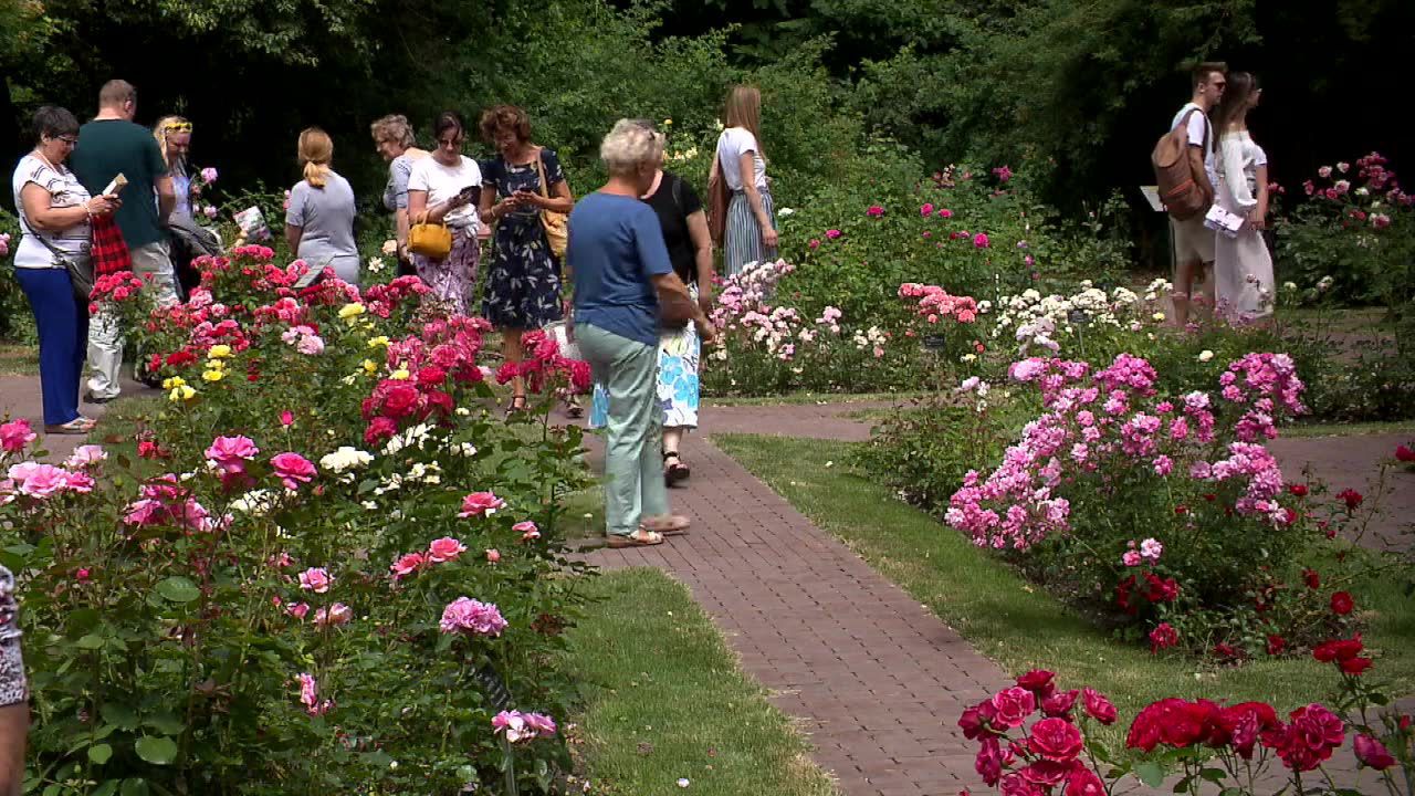 17. Festiwal Róż w Ogrodzie Botanicznym Uniwersytetu Warszawskiego