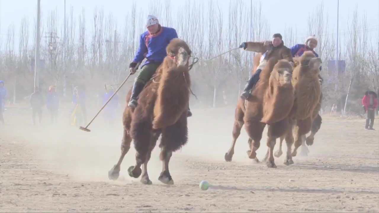 Tradycja podtrzymywana od wielu lat. W Mongolii Wewnętrznej odbyły się zawody w polo na wielbłądach