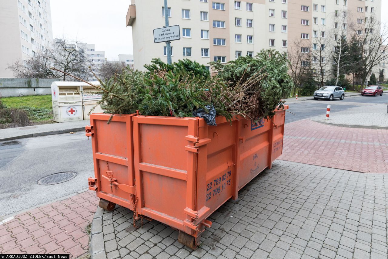 Choinka nie musi skończyć na śmietniku. Volvo sadzi las, a internauci zadecydują gdzie