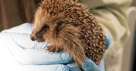 Nastolatek zabił dwa jeże. Stanie przed sądem dla nieletnich