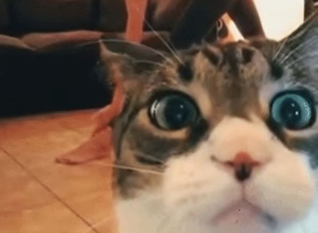 Gdy zwierzaki mają dosyć zachowania ludzi