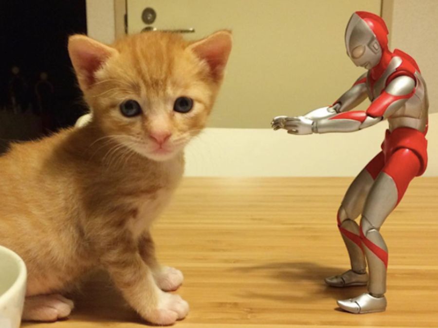 Niesamowita przyjaźń. Pilnują jeden drugiego