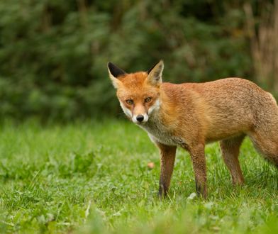 Szczepionki przeciw wściekliźnie zrzucane z samolotów. Lepiej ich nie dotykać