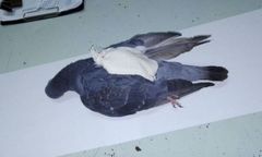 Zastrzelili narkogołębia. Przemycał narkotyki do więzienia w małym plecaku