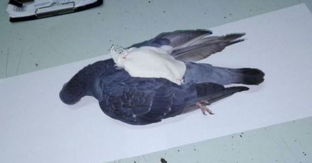 Zastrzelili narkogołębia. Przemycał narkotyki do więzienia w małym plecaku