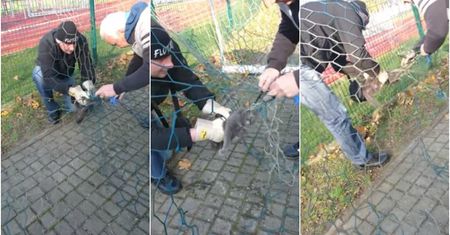 "Spokojny bądź, ratujemy cię". Tuż przed meczem walczyli o życie boiskowego kota