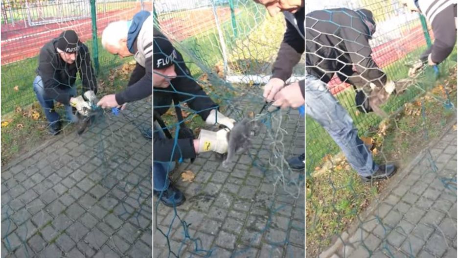 Działacze Floty Świnoujście ratują kota.
