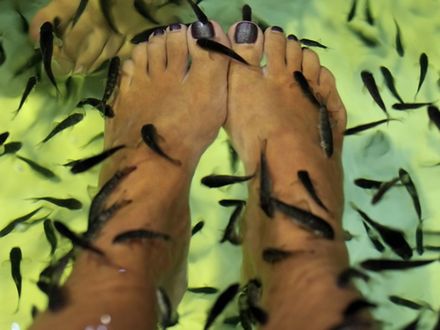 Fish pedicure