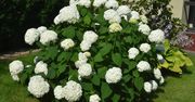 Kluczowy termin dla hortensji. Po zimie obsypie się kwiatami