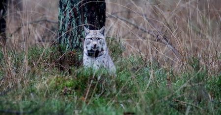 Niesamowity widok pod Złotowem. Zadomowiła się tam piękna rysica