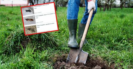 Płacą 10 zł za jednego owada. Można go złapać w Polsce