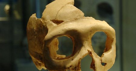 Neandertalczycy mówili tak dobrze jak my?