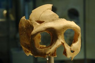 Neandertalczyk rozszyfrowany. Wiemy coraz więcej