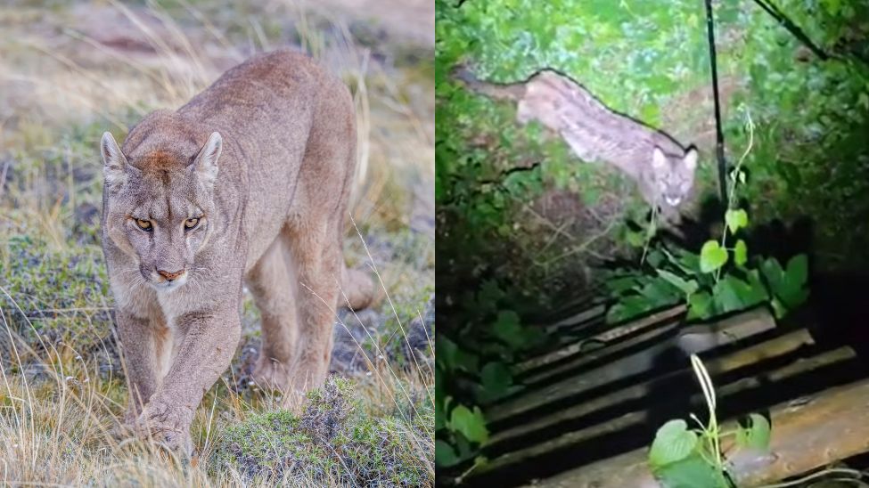 Puma w pomorskich lasach. Służby ostrzegają