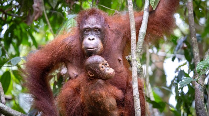 W sercu dżungli. Orangutany z bliska