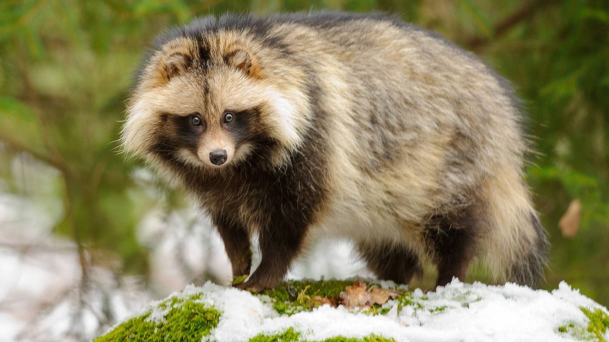 Jenot coraz częściej pojawia się w wielkich miastach
